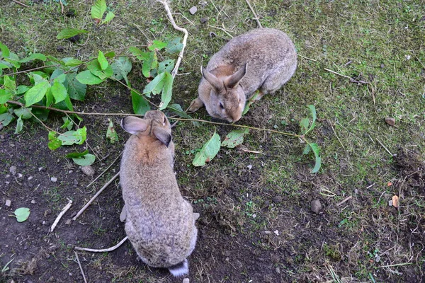 Schattig Konijn Close Schot — Stockfoto