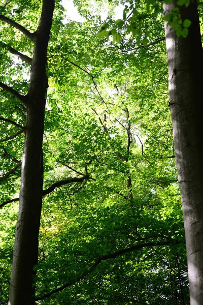Beautiful German Forest — стоковое фото