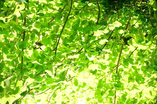 Beautiful German Forest — стоковое фото