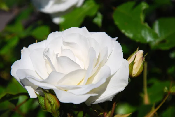 Gros Plan Une Seule Rose Blanche Quelques Bourgeons Dans Jardin — Photo