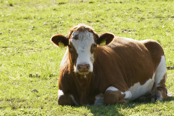 牧草地に寝そべって太陽の下で休んでいる牛を — ストック写真