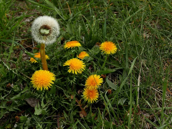 Löwenzahnblüten Auf Grünem Gras — Stockfoto