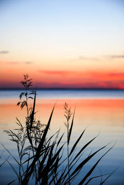 Reeds Siluety Water Colorful Sunset — Stock fotografie