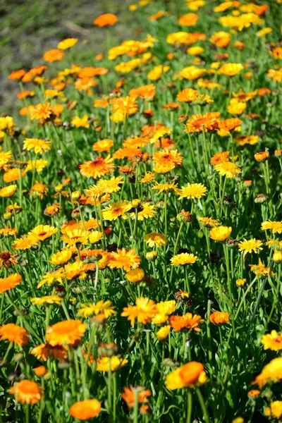 Tavaszi Gombok Virágok Bajorországban — Stock Fotó