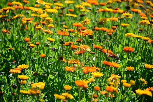 Botões Primavera Flores Baviera — Fotografia de Stock