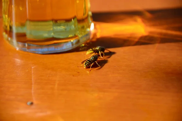 Δυτικές Μέλισσες Στη Βαυαρία — Φωτογραφία Αρχείου