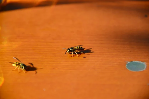 Western Bees Bavaria — Stock Photo, Image