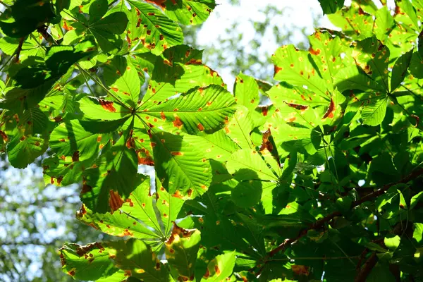 Chestnut Leaves Bavaria — Stock fotografie