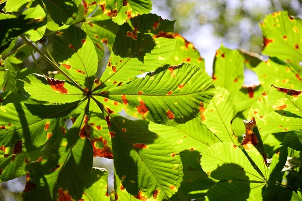 Chestnut Leaves Bavaria — Stock fotografie