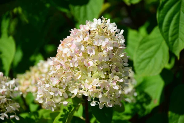 Vackra Blommor Blommigt Koncept Bakgrund — Stockfoto