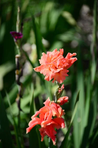 Ботанічна Флора Пелюстки Квітів Гладіолусів — стокове фото