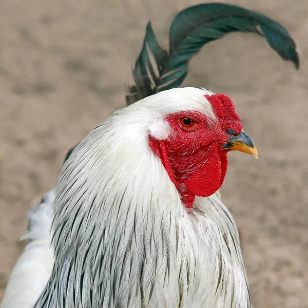 Galo Cóclea Como Estudo Cabeça Quadrada — Fotografia de Stock