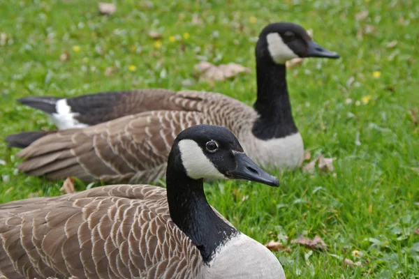 Gansos Canadenses Sentados Prado Branta Canadensis — Fotografia de Stock