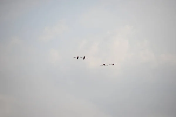 Vista Panorâmica Flamingos Majestosos Natureza — Fotografia de Stock