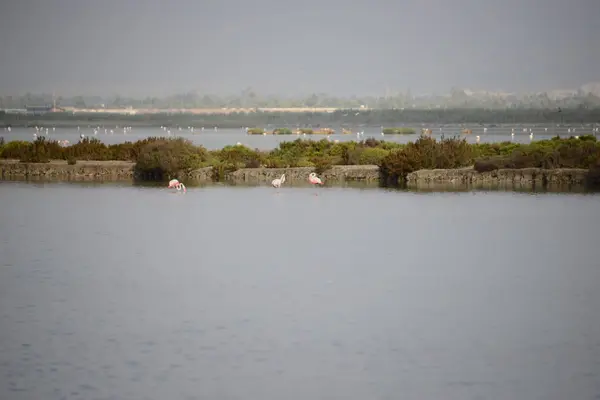 Живописный Вид Величественные Фламинго Природе — стоковое фото