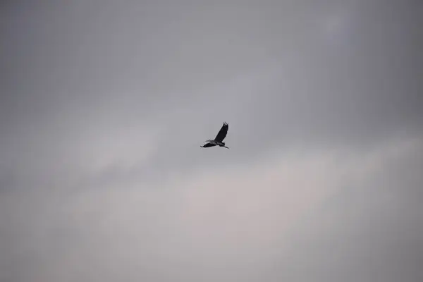 Létající Pták Modré Obloze — Stock fotografie