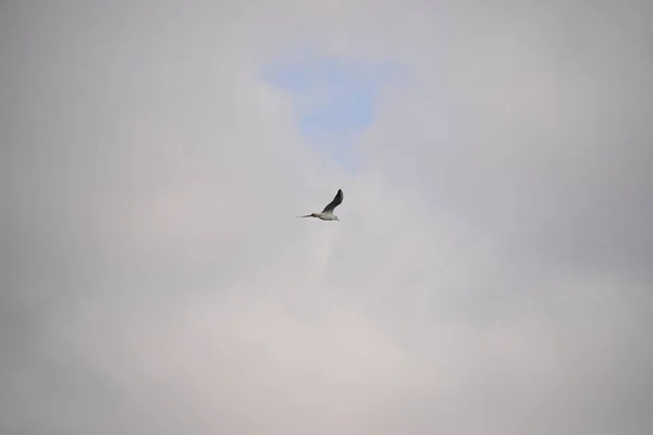 Fliegender Vogel Blauen Himmel — Stockfoto