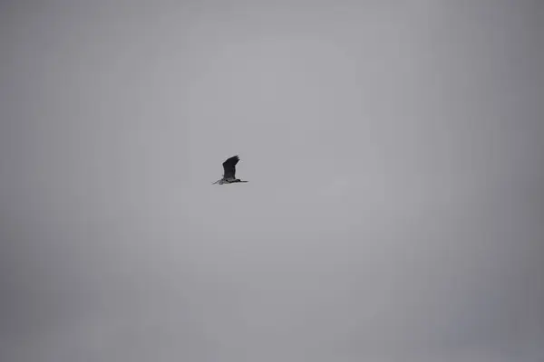 Pássaro Voador Céu Azul — Fotografia de Stock