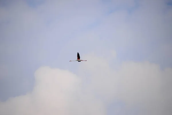 Pássaro Voador Céu Azul — Fotografia de Stock