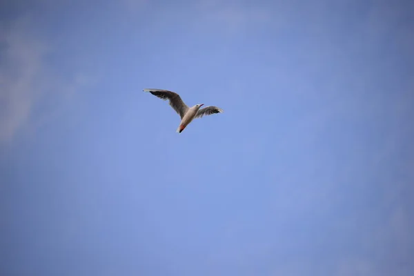 Létající Pták Modré Obloze — Stock fotografie