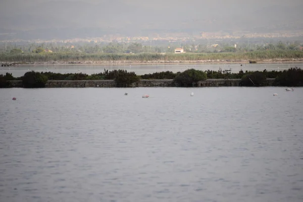 Scenic View Majestic Flamingos Nature — Stock Photo, Image