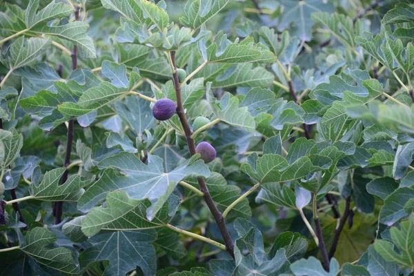 figs on trees, fruits tree