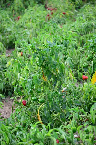 Mezőgazdaság Kerti Növények Növekvő Paprika — Stock Fotó