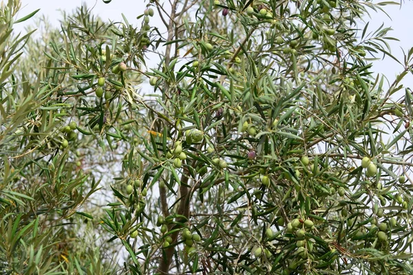 Olivi Foglie Flora — Foto Stock