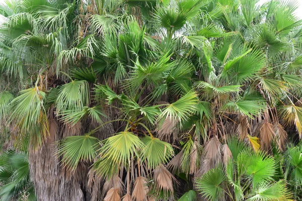 Folhas Palmeira Floresta Espanha — Fotografia de Stock