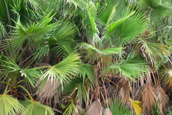 Пальмове Листя Ліс Іспанія — стокове фото