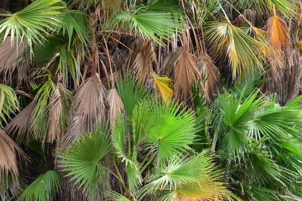 Liście Palmowe Las Hiszpania — Zdjęcie stockowe