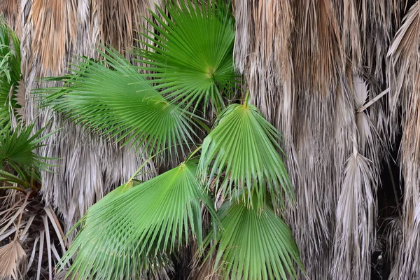 Palm Leaves Forest Spain — Stock Photo, Image
