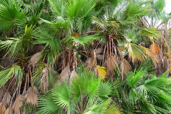 Palmblätter Wald Spanien — Stockfoto