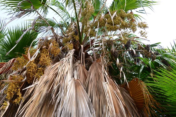 Palmbladeren Bos Spanje — Stockfoto