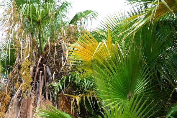 Palmbladeren Bos Spanje — Stockfoto