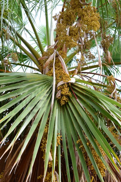 Folhas Palmeira Floresta Espanha — Fotografia de Stock