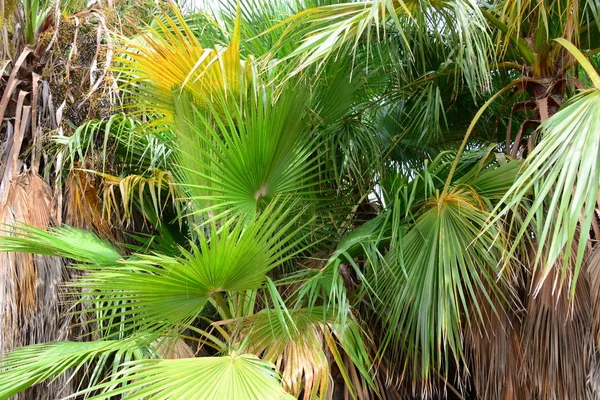 Palmiye Yaprakları Orman Spanya — Stok fotoğraf