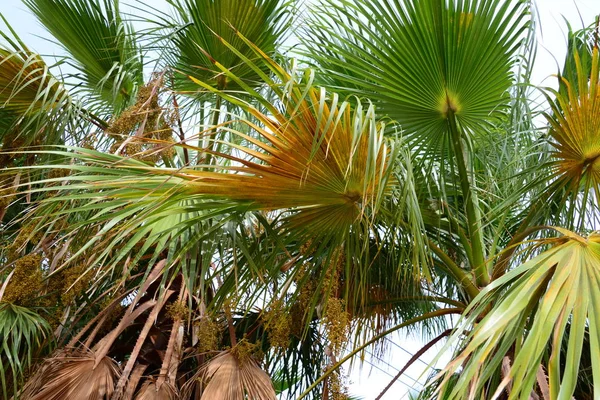 Palmblätter Wald Spanien — Stockfoto
