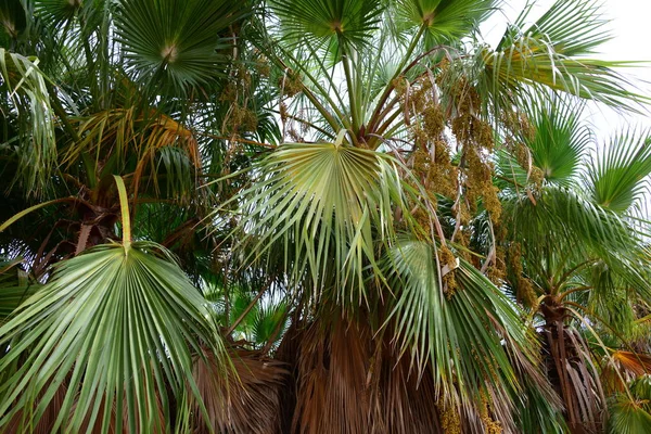 Hojas Palma Bosque España — Foto de Stock