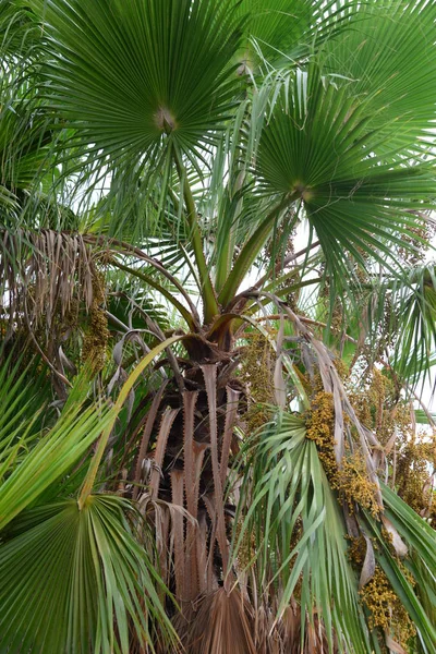 Feuilles Palmier Forêt Espagne — Photo