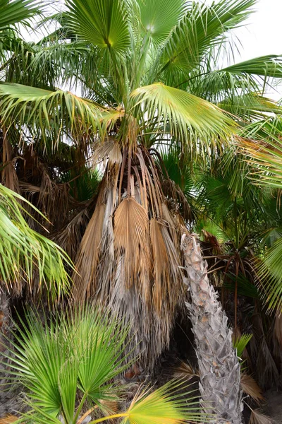 Foglie Palma Foresta Spagna — Foto Stock