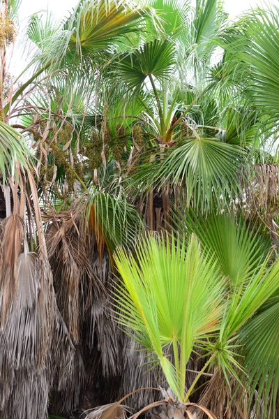 Palm Leaves Forest Spain — Stock Photo, Image