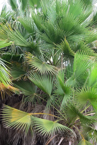 Palmbladeren Bos Spanje — Stockfoto