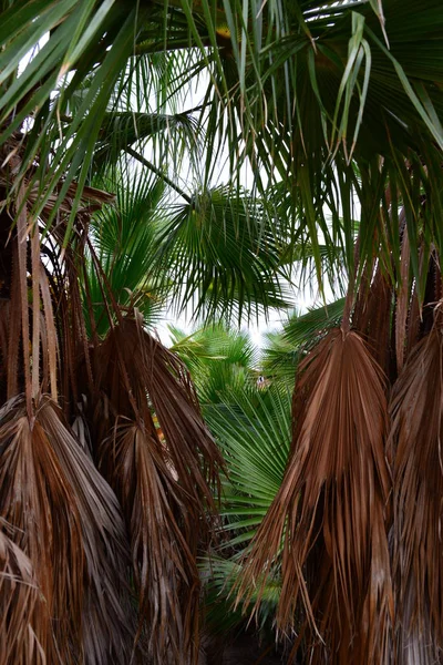 Palmblätter Wald Spanien — Stockfoto