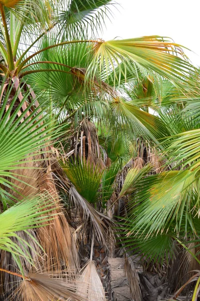 Palm Leaves Forest Spain — Stock Photo, Image