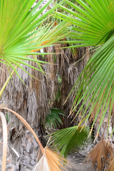 Palm Leaves Spain Copy Space — Stock Photo, Image