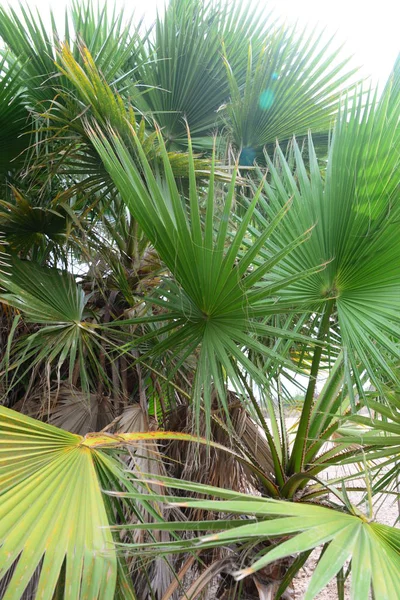 Palm Levelek Spanyolországban Másolás Hely — Stock Fotó