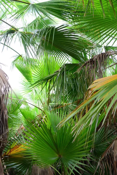 Palm Leaves Spain Copy Space — Stock Photo, Image