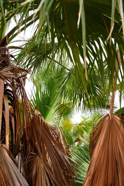 Palmeblader Spania Kopieringsrom – stockfoto