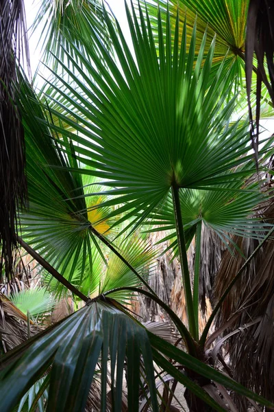 Hojas Palma Bosque España — Foto de Stock